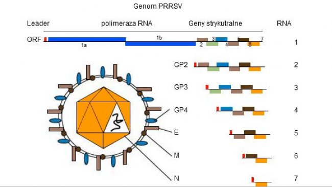 <p>Rysunek 1. Genom PRRSV to jednoniciowa cząsteczka RNA.</p>
