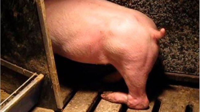 Zdjęcie 3.Paraliż nóg tylnych spowodowany uszkodzeniem nerwu, które powstało przez podniesienie za i skręcenie tylne nogi