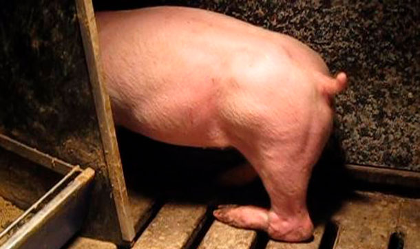 <p>Zdjęcie 3.Paraliż n&oacute;g tylnych spowodowany uszkodzeniem nerwu, kt&oacute;re powstało przez podniesienie za i skręcenie tylne nogi</p>
