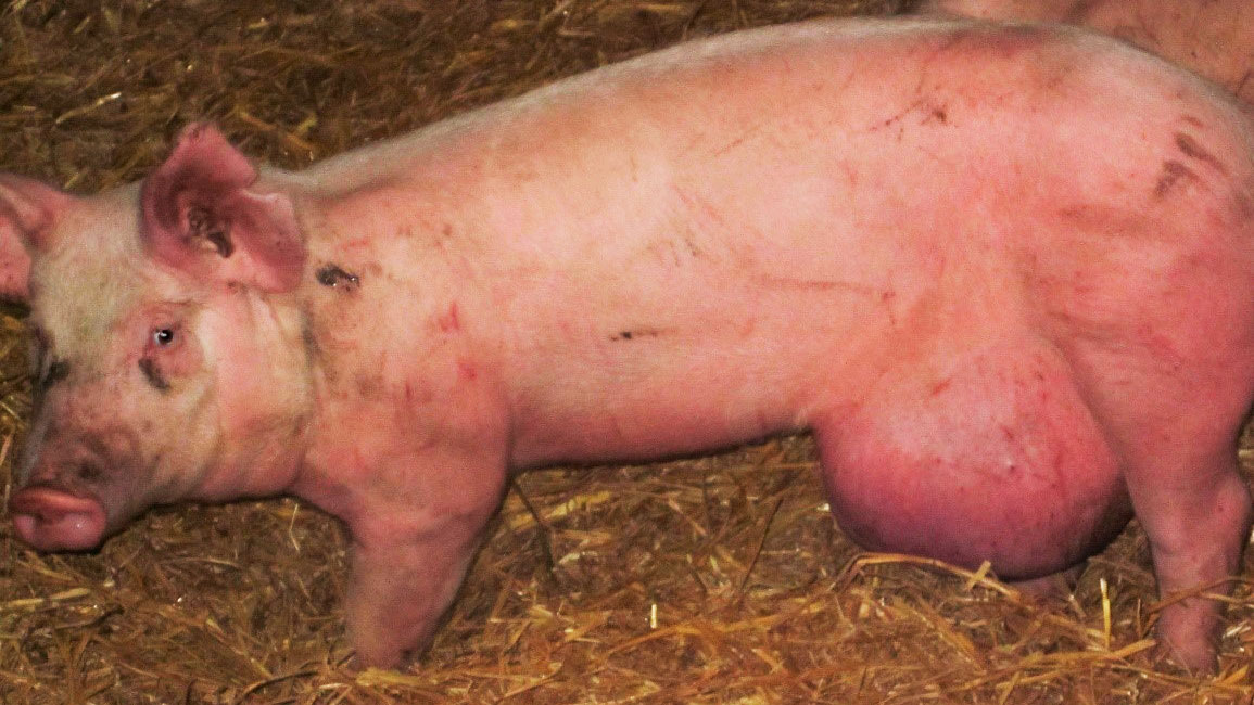 <p>Zdjęcie 2. Przepuklina pępkowa spowodowana nieprawidłowym trzymaniem prosięcia</p>
