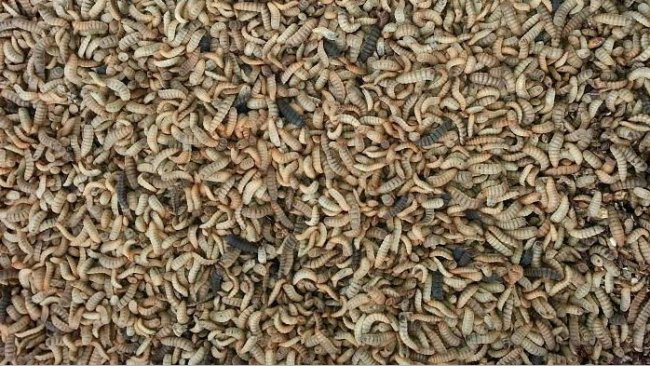 Larwy Hermetia illucens