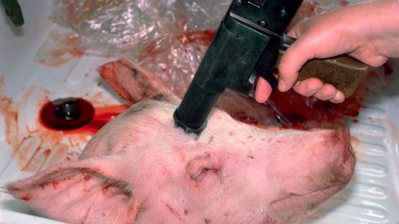 Figure 2. The gun should be held perpendicular in both plane against the skull.
