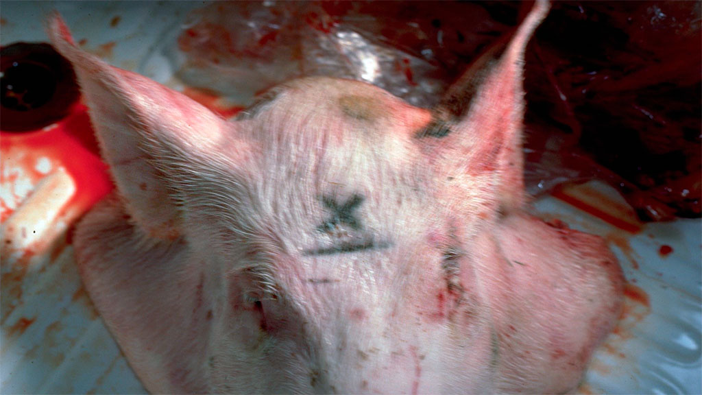 Figure 1. X marks the spot but aim 1cm off midline in mature animals.
