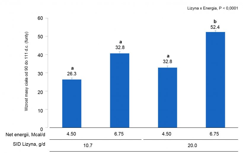 Wykres 1A. Wpływ r&oacute;żnego poziomu ilości lizyny i energii w paszy od 0 do 111 dnia ciąży na zwiększenie masy ciała (BW) loch i loszek.&nbsp; (P &lt; 0.05).
