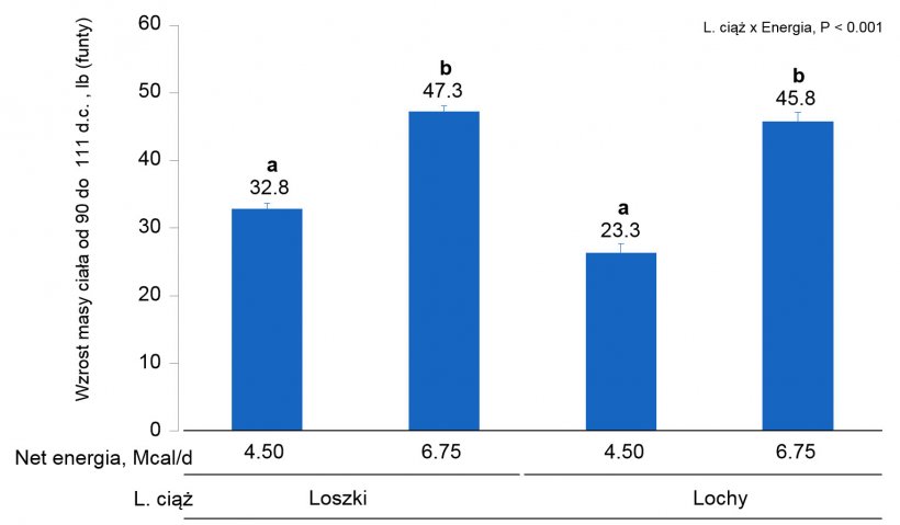 Wykres 1B. Wpływ r&oacute;żnej podaży energii od 90 do 111 dnia ciąży na wzrost masy ciała loch i loszek.&nbsp; (P &lt; 0.05).
