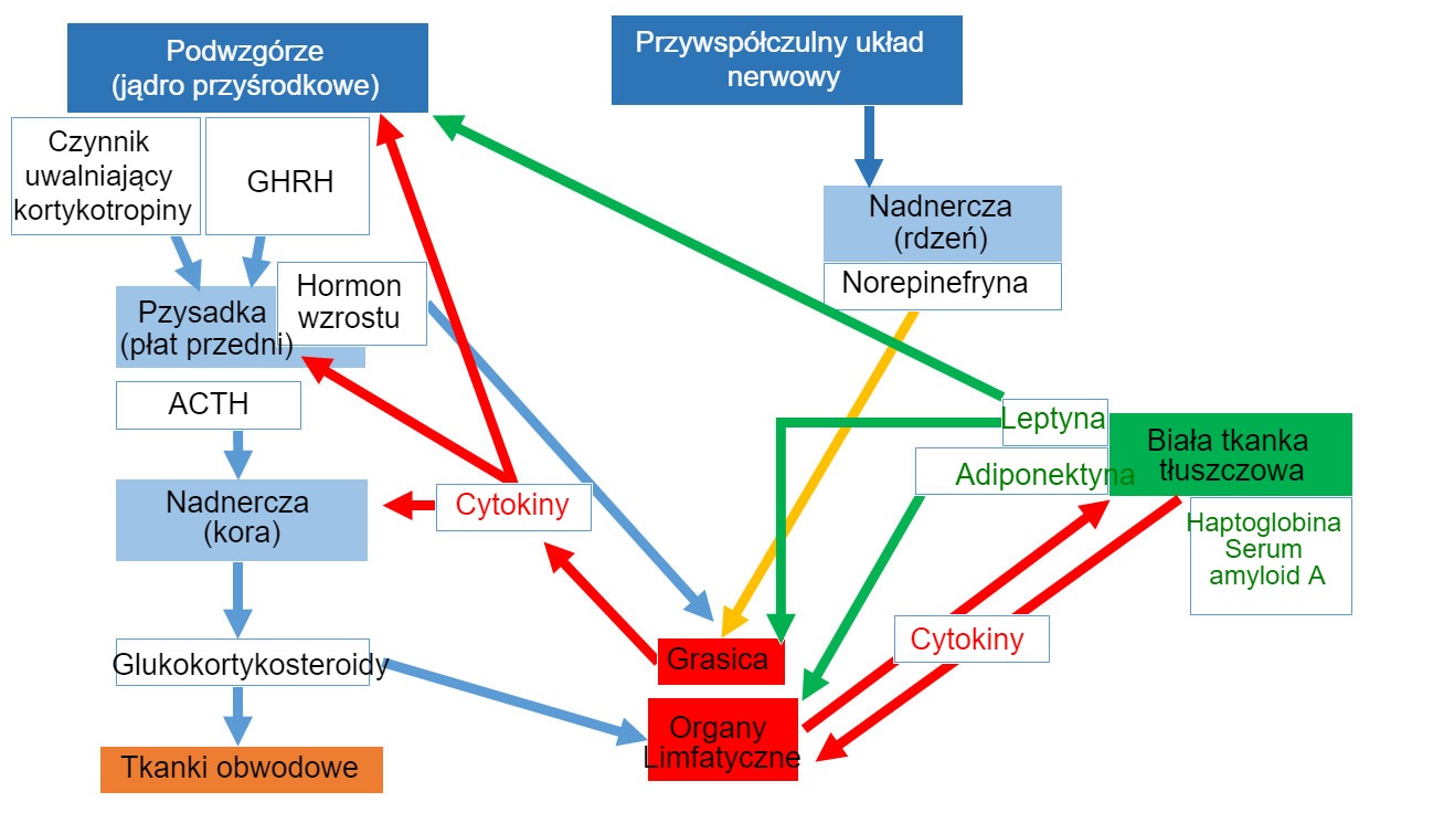 <p>Rys 1. Sieć neuroendoimmunologiczna&nbsp;*ACTH: Hormon adrenokortykotropowy *GHRH: Hormon uwalniający hormon wzrostu</p>
