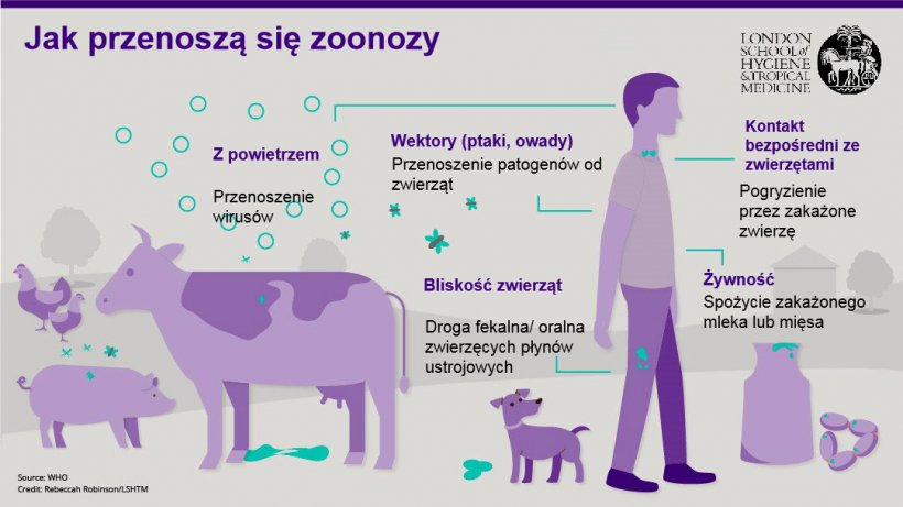 Ryc. 1. Drogi transmisji chor&oacute;b zoonotycznych. Choroby odzwierzęce to choroby zakaźne, kt&oacute;re mogą być przenoszone ze zwierząt na ludzi, ale także od ludzi na zwierzęta. Źr&oacute;dło: London School of Hygiene and Tropical Medicine.
