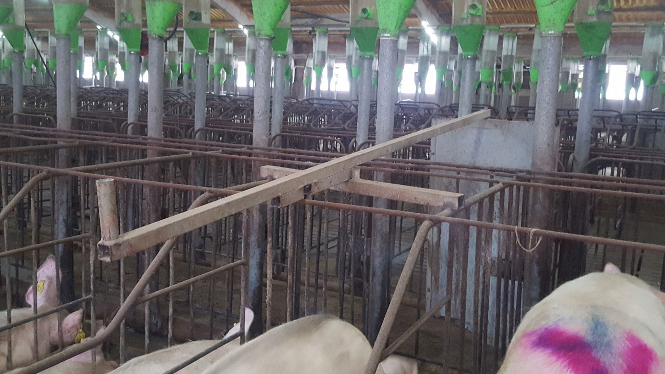 <p>Drzwi w przednim korytarzu ułatwiają wykrywanie rui i krycie. Bardzo ważne jest, aby drzwi można było otwierać i zamykać od tyłu.</p>
