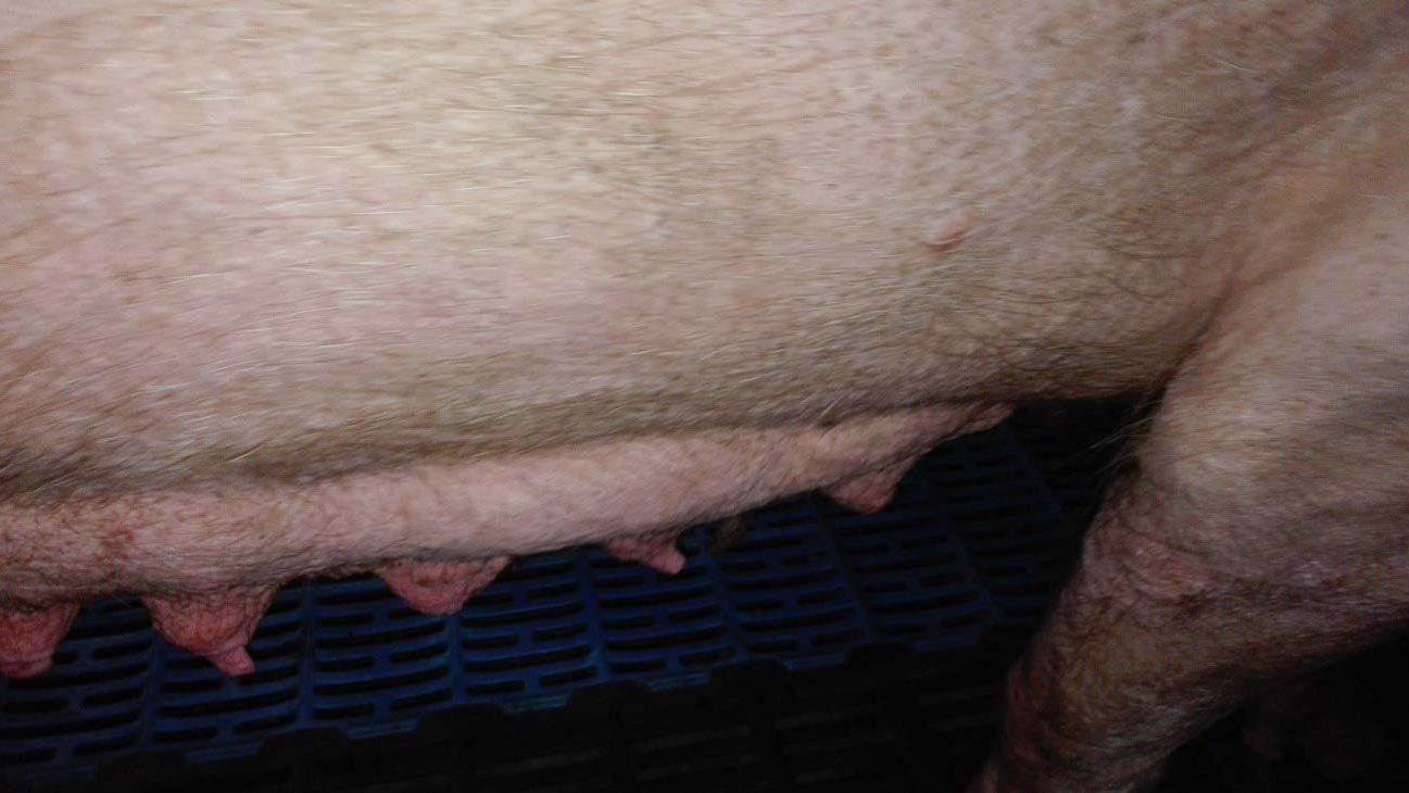 Zdjęcie 2: Inwolucja gruczołu mlekowego w pierwszej fazie laktacji&nbsp;
