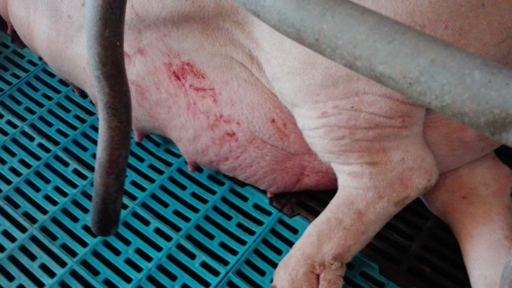 <p>Zdjęcie 4:&nbsp; Obrzęk gruczołu mlekowego przed porodem.</p>
