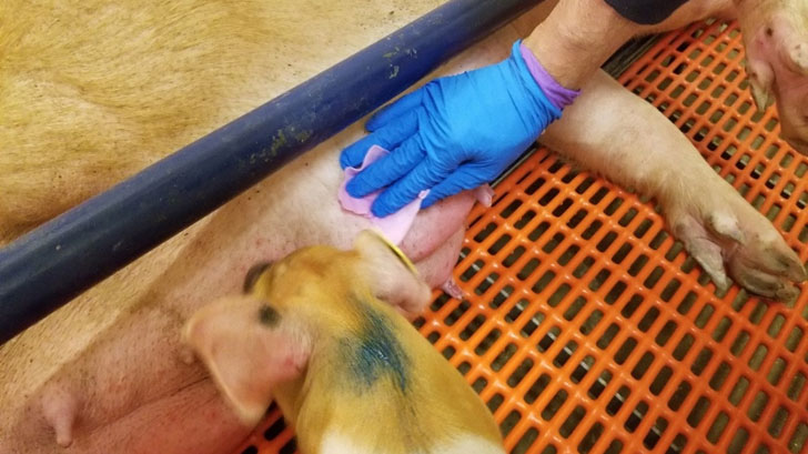 <p>Chusteczki do pobierania pr&oacute;bek ze sk&oacute;ry wymienia</p>
