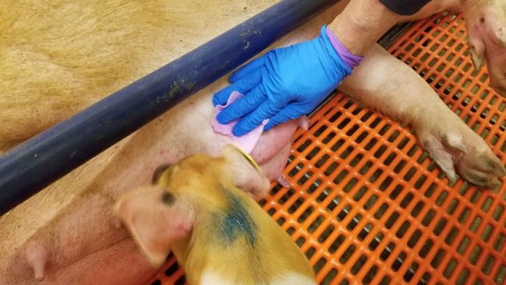 Chusteczki do pobierania pr&oacute;bek ze sk&oacute;ry wymienia
