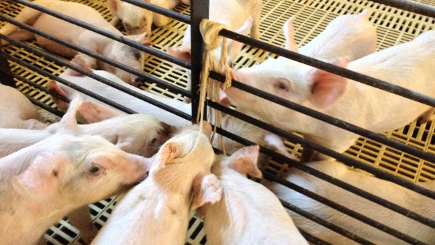 <p>Pobieranie pr&oacute;bek płynu ustnego</p>
