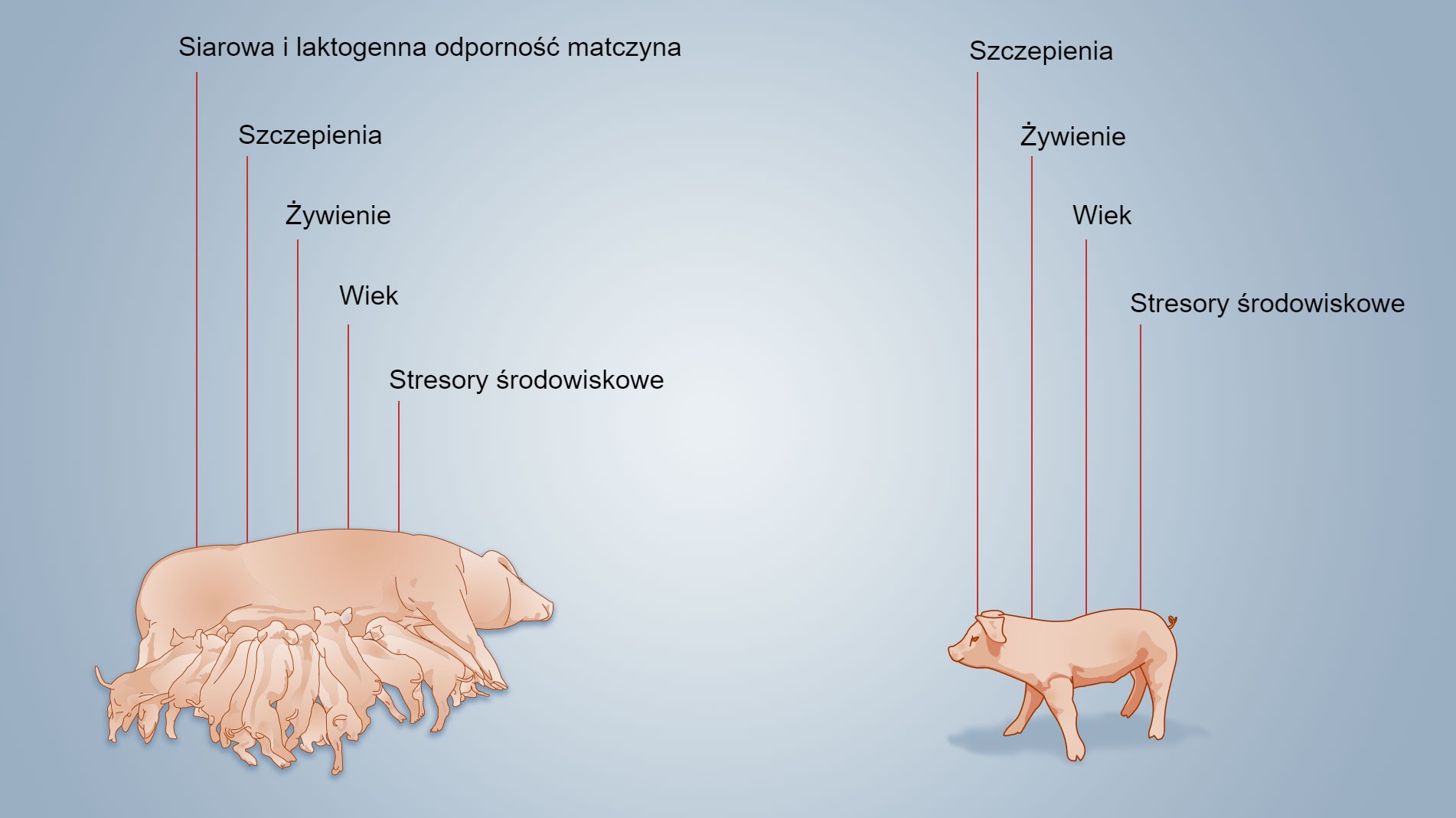 <p>Rysunek 2. Czynniki wpływające na rozw&oacute;j odporności noworodka.</p>
