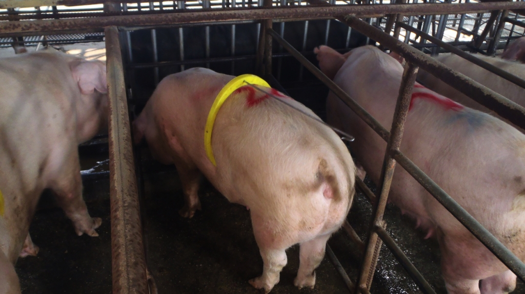 <p><span>Słaby knur; był zbyt młody, miał zbyt niskie libido i mimo obecności loch w rui, zasnął.</span></p>