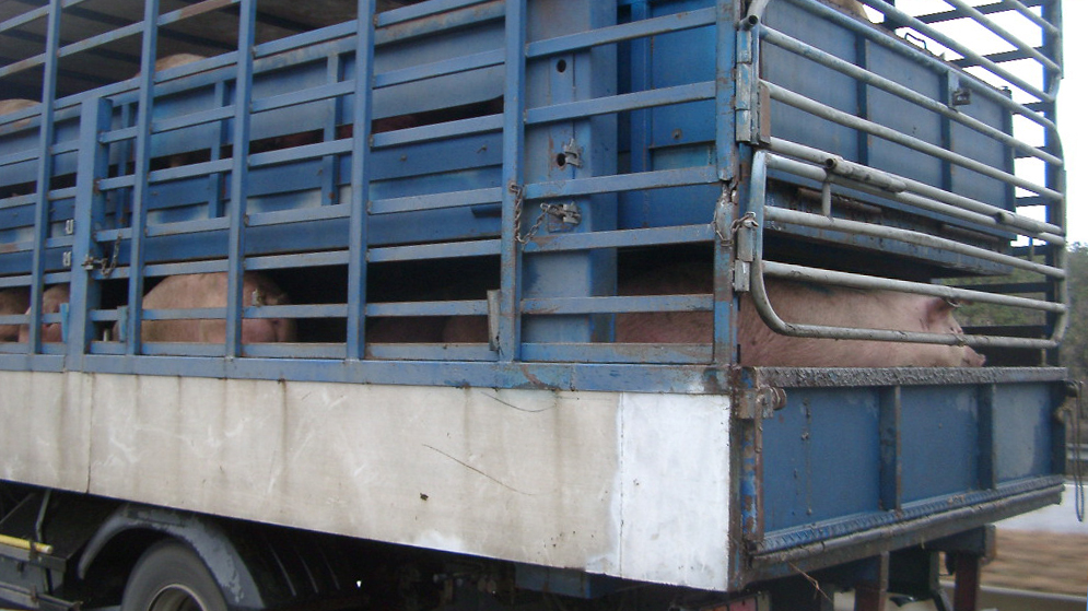 <p>Upewnij się, że wprowadzono wystarczającą ilość loszek; lepiej jest wybrakować loszki niż nie spełnić celów krycia.</p>