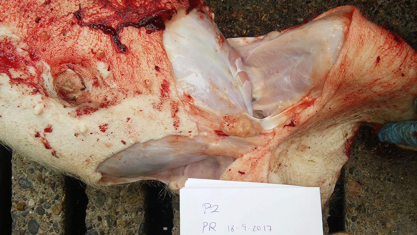 <p>Ryc 8. Powiększony węzeł chłonny krezkowy.</p>
