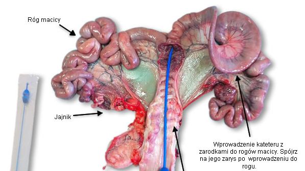 narządy rodne lochy