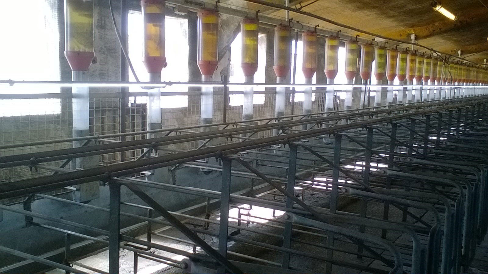 <p>Zdjęcie 4. Instalacja lamp fluorescencyjnych lub lamp LED 1 metr nad lochami jest coraz częstsza, aby zagwarantować 150-200 luks&oacute;w, aby poprawić powr&oacute;t do rui. Zdjęcie dzięki uprzejmości Gori Salam&oacute;.</p>
