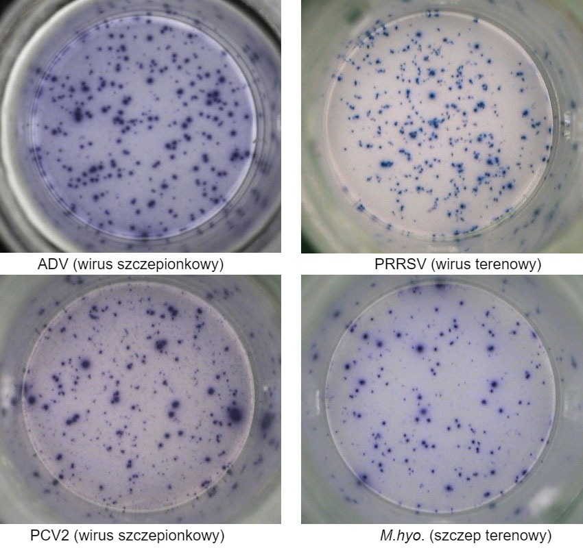 <p>Ryc. 1. IFN-&gamma; ELISPOT odpowiedzi swoiste dla antygenu w PBMC dla patogen&oacute;w świń. &nbsp;ADV: wirus choroby Aujeszkyego; PRRSV: wirus zespołu rozrodczo-oddechowego świń; PCV2: cirkowirus świń typu 2; M.hyo .: Mycoplasma hyopneumoniae. Każdy punkt oznacza wydzielanie IFN-&gamma; przez ponownie aktywowane limfocyty T pamięci/efektorowe. W nawiasie podano patogen użyty do ponownego aktywowania kom&oacute;rek w płytkach testowych.</p>
