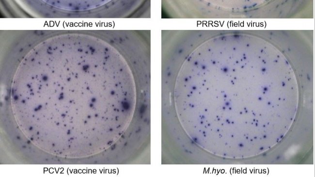 <p>Ryc. 1. IFN-&gamma; ELISPOT odpowiedzi swoiste dla antygenu w PBMC dla patogen&oacute;w świń. &nbsp;ADV: wirus choroby Aujeszkyego; PRRSV: wirus zespołu rozrodczo-oddechowego świń; PCV2: cirkowirus świń typu 2; M.hyo .: Mycoplasma hyopneumoniae. Każdy punkt oznacza wydzielanie IFN-&gamma; przez ponownie aktywowane limfocyty T pamięci/efektorowe. W nawiasie podano patogen użyty do ponownego aktywowania kom&oacute;rek w płytkach testowych.</p>

