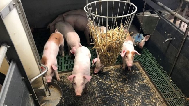 Fot 1. Świnie z nieobciętymi ogonami i materiały do zabawy. Dzięki uprzejmości Inge Böhne