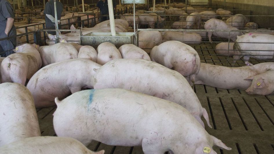 Fot 1. Obiekt z loszkami w Ameryce P&oacute;łnocnej. Dzięki uprzejmości: Dr. Maria Jose Clavijo
