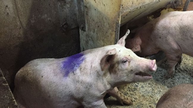 Ryc. 1. Kaszląca świnia w kojcu szpitalnym. Pokarm w kojcu szpitalnym to pasza sucha podawana ad libitum.