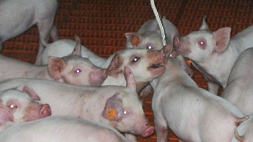 Fot. 1. Używanie sznurk&oacute;w do pobierania pr&oacute;bek płyn&oacute;w ustnych.
