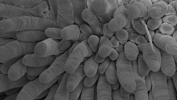 Figure 1. Intestinal integrity determined using scanning electronic microscope of a representative NDM-fed piglet showing intestinal villi of the jejunum. Magnification 200x, 2 kV, 3.1 pA. Adapted from de Greeff et al. 2016
