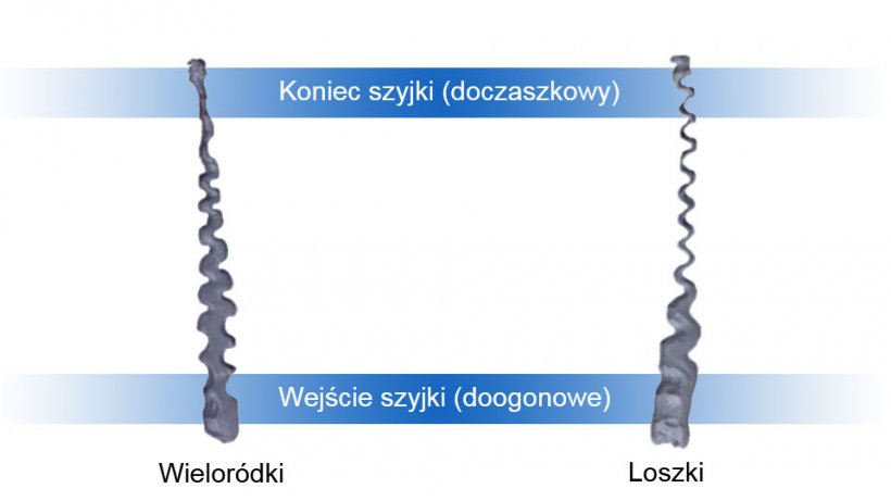 Ryc .1. Szyjka macicy loszki i lochy wielor&oacute;dki
