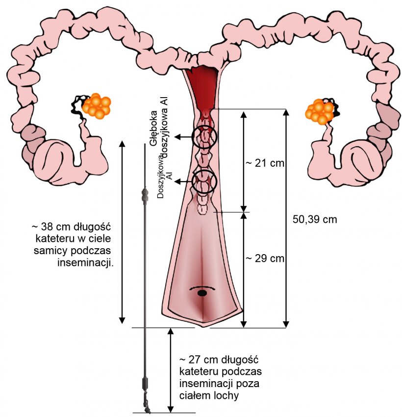 Ryc.4. Przedstawienie ułożenia kateteru IA w narządach rodnych samic podczas sztucznej inseminacji.Wymiary uzyskano z unasienniania i narząd&oacute;w rodnych loszek z ubojni.
