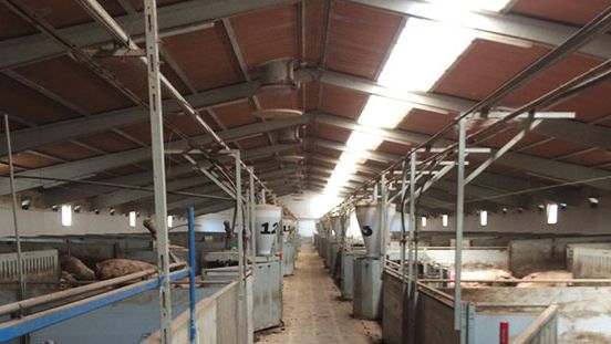 Sektor ciąży z p&oacute;łprzezroczystą częścią umieszczoną wzdłużnie
