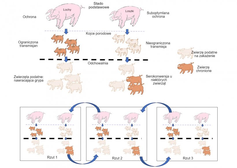 Rys.1 Szerzenie się wirusa jest zdecydowanie bardziej ograniczone wśr&oacute;d zwierząt, kt&oacute;re otrzymują&nbsp; lepszej jakości ochronę (prosięta urodzone przez maciory wielor&oacute;dki), niż u prosiąt z miot&oacute;w od pierwor&oacute;dek. Zwierzęta w odchowalni, kt&oacute;re ulegną zakażeniu, wciąż posiadając pewien poziom przeciwciał matczynych, nie rozwiną odporności czynnej, a więc wirus będzie zdolny do ponownego zakażenia tych samych zwierząt, prowadząc do nawracających zakażeń wirusem grypy. Co więcej, obecność r&oacute;żnych grup zwierząt w r&oacute;żnym wieku w jednym gospodarstwie ułatwia rozprzestrzenianie się wirusa między grupami produkcyjnymi, a zatem podtrzymanie infekcji w stadzie.

