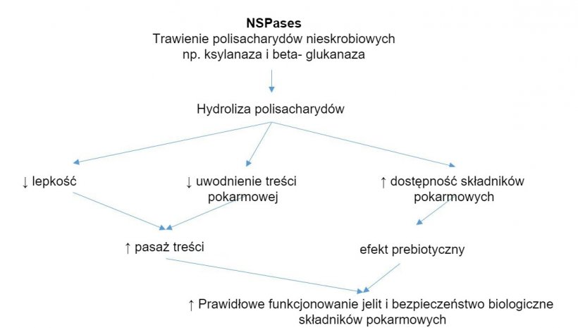 Mechanizm działania enzym&oacute;w egzogennych. Enzymy egzogenne wykazują działanie prebiotyczne&nbsp;przez hydrolizę nieskrobiowych polisacharyd&oacute;w do oligosacharyd&oacute;w wykorzystywanych przez &nbsp;niekt&oacute;re bakterie. Zapożyczone z Sinha 2011
