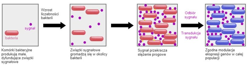 Obiecującym pomysłem jest możliwość zastosowania niektórych probiotyków w celu oddziaływania na mechanizm komunikacji pomiędzy bakteriami (Quorum sensing). W ten sposób byłoby można zapobiec mechanizmom obronnym bakterii wywołanym przez niekorzystne warunki. Do takich mechanizmów należą m.in. sporulacja czy tworzenie biofilmu. 