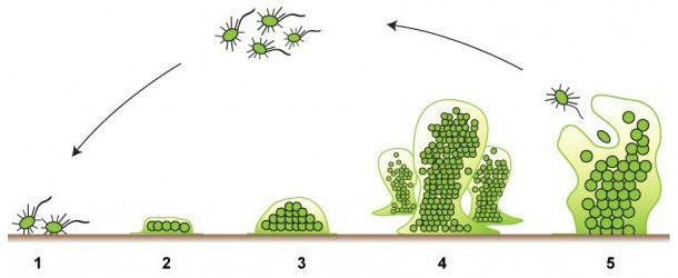 Pięc etap&oacute;w powstawania biofilm&oacute;w. Źr&oacute;dło: http://www.emerypharmaservices.com/
