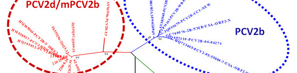 Relationship of the main PCV2 genotypes based on ORF2 sequence comparison