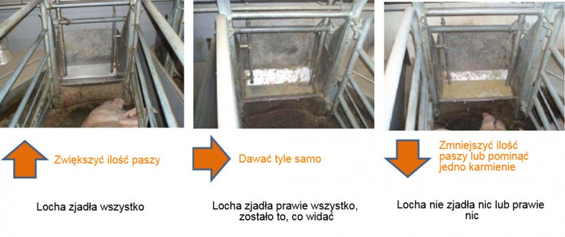 Fot. 2:&nbsp; Przynajmniej raz dziennie należy sprawdzać koryta loch i należy zdecydować, czy locha może jeść więcej, czy nie, w zależności od obserwacji. Źr&oacute;dło: Pig Research Center
