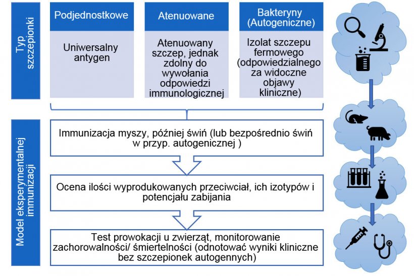 Ryc. 3. Etapy eksperymentalnego testowania skuteczności szczepionki ( z uwzględnieniem typu szczepionki)
