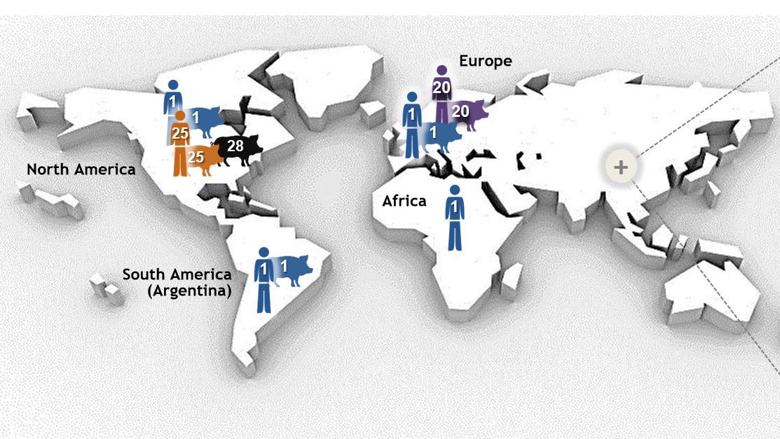 Figure 1. Najważniejsze typy Streptococcus suis serotyp 2 wg. sekwencji (STs)&nbsp; określone techniką MLST (multilocus sequence typing). Szczepy ST1 serotypu 2 są gł&oacute;wnie związane z chorobą u świń i ludzi&nbsp;(tam, gdzie dostępne są dane) w Europie, Azji, Afryce i Ameryce Południowej (Argentyna). ST7, pojedynczy wariant locus ST1, jest endemiczny dla Chin kontynentalnych. Sytuacja wygląda inaczej w Ameryce P&oacute;łnocnej, gdzie opisano kilka przypadk&oacute;w klinicznych zakażenia ST1 u świń i tylko 1 przypadek u ludzi. W rzeczywistości p&oacute;łnocnoamerykańskie szczepy serotypu 2 należą gł&oacute;wnie do ST25 ( u ludzi i świń) i ST28 (tylko świnie). Ten ostatni ST jest r&oacute;wnież związany z przypadkami klinicznymi u świń w Chinach kontynentalnych, Australii, Japonii i Tajlandii. Co ciekawe, Japonia i Tajlandia są jedynymi krajami, kt&oacute;re zgłaszają przypadki ludzi ST28. Opr&oacute;cz Ameryki P&oacute;łnocnej odnotowano przypadki ST25 u ludzi w Australii i Tajlandii. Wreszcie, ST20 jest rozpowszechniony tylko w Europie (gł&oacute;wnie w Holandii). Na tej mapie liczby (1, 20, 25, 28, 104) w r&oacute;żnych gospodarzach reprezentują r&oacute;żne ST (tj. ST1, ST20, ST25, ST28, ST104) i każdemu ST przypisano inny kolor. Mapa została stworzona na posdtawie: Segura M, Fittipaldi N, Calzas C, Gottschalk M. Critical Streptococcus suis virulence factors: Are they all really critical? Trends Microbiol. 2017; 25 (7): 585-599. doi: 10.1016 / j.tim.2017.02.005, z prawem autorskim.
