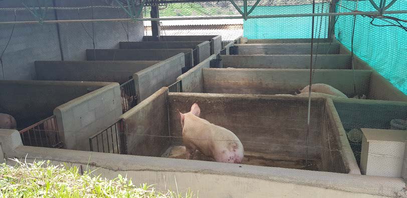 Obszar dla knur&oacute;w i miejsce, w kt&oacute;rym zloszki remontowe wchodzą na farmę
