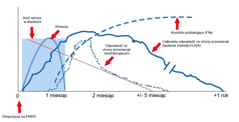 Wykres 1: Odpowiedź układu odpornościowego lochy zakażonej wirusem PRRS (L&oacute;pez and&nbsp;Osorio, 2004).
