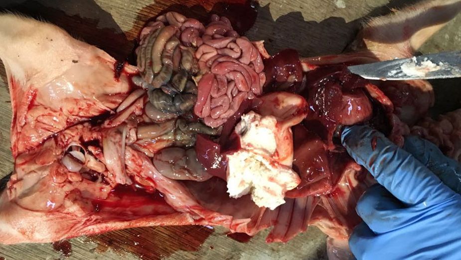 Fot. 2. Obecność krwistego płynu w jamie klatki piersiowej i otrzewnej, przy pełnym żołądku u czterodniowego prosięcia
