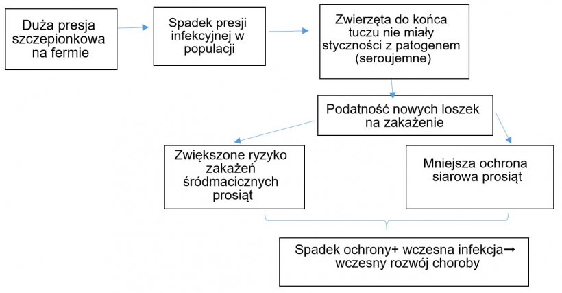 Wykres 1: Rozw&oacute;j epidemiologii zakażeń PCV2 w kontekście rutynowych szczepień.
