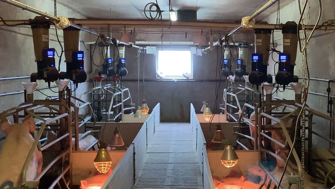 Zdjęcie 1. Porod&oacute;wka z elektronicznymi podajnikami paszy na fermie świń.
