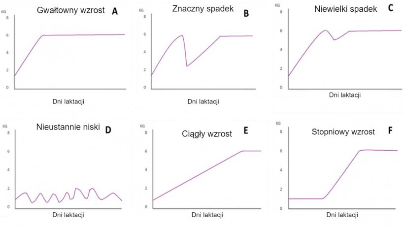 Rysunek 1. Schematy pobierania paszy przez lochy w laktacji, opisane przez Koketsu i in. (1996a). A) gwałtowny wzrost spożycia paszy; B) znaczny spadek spożycia paszy; C) niewielki spadek; D) niskie spożycie paszy przez cały okres laktacji; E) niskie spożycie paszy w pierwszym tygodniu laktacji i ciągły wzrost spożycia paszy przez resztę okresu laktacji; F) stopniowy wzrost spożycia paszy.
