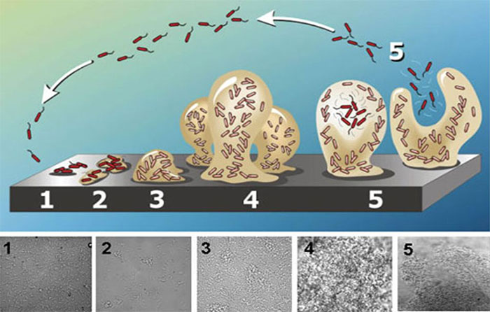 Fot. 1. Schematyczne przedstawienie tworzenia biofilmu. Od przyczepienia bakterii do powierzchni, aż do dojrzałego tworzenia biofilmu z polisacharydu. Kształt &bdquo;grzybka&rdquo; przed oderwaniem. Źr&oacute;dło: Abraham Adu-Gyamfi
