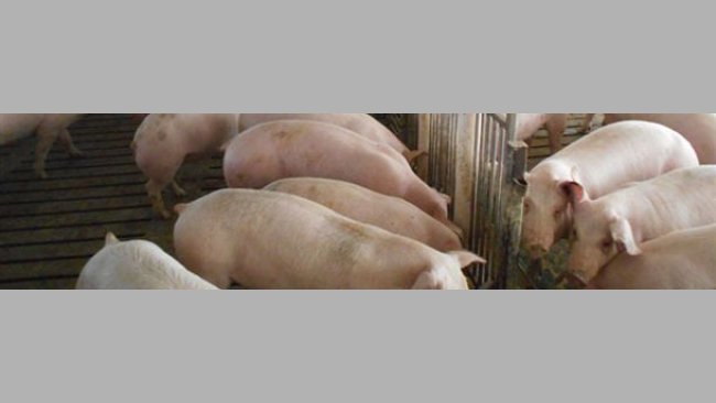 Ferma trzody chlewnej