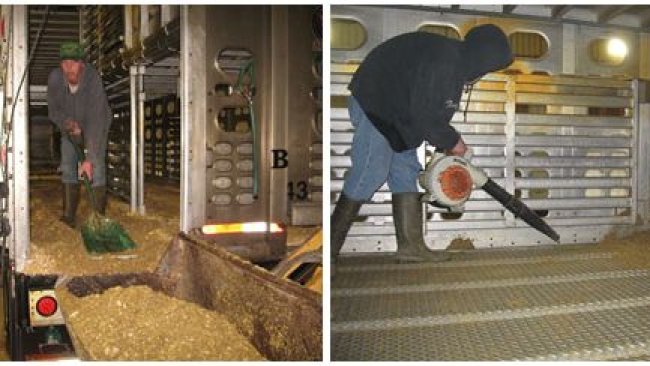 Ryc. 2: Proces czyszczenia na sucho, w którym większość materii organicznej jest usuwana ręcznie. Dzięki uprzejmości Dr Clayton Johnson, Carthage Veterinary Services.